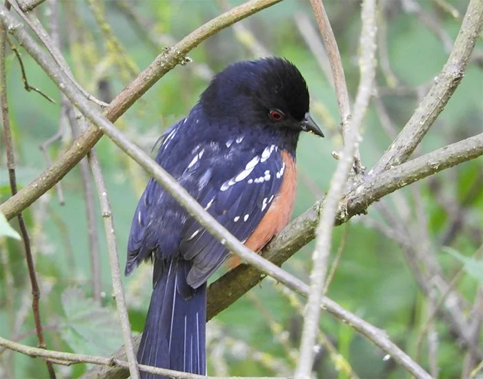 Towhee, Wildlife Botanical Garden, Washington