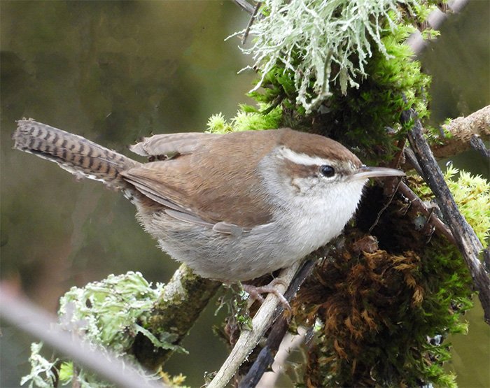 Pacific Wren, Wildlife Botanical Woods, Washington