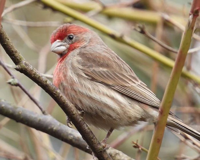 House Finch, Wildlife Botanical Garden, Washington