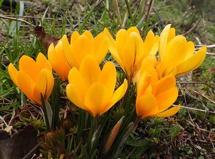 Crocus, Neighborhood, Washington