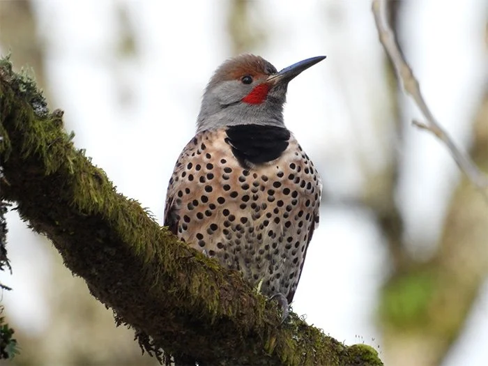 Northern Flicker, Back Yard, Washington