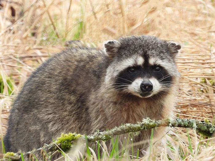 Raccoon, Ridgefield Wildlife Refuge, Washington
