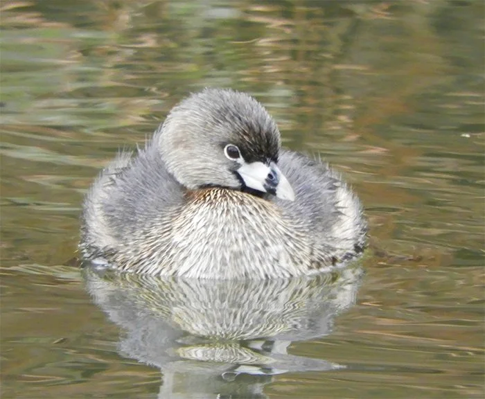 Pied-Billed Grebe, Ridgefield Wildlife Refuge, Washington