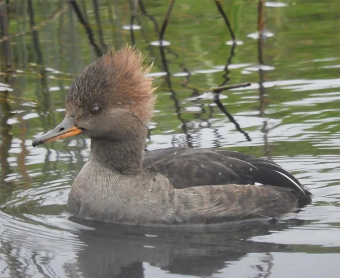 Hooded Merganser, Wildlife Botanical Garden, Washington