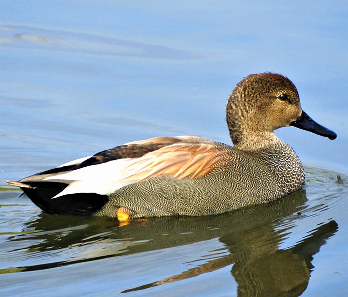 Gadwall Duck, Wildlife Botanical Garden, Washington