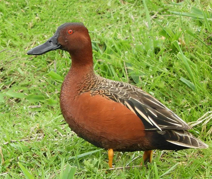 Cinnamon Teal, Ridgefield Wildlife Refuge, Washington