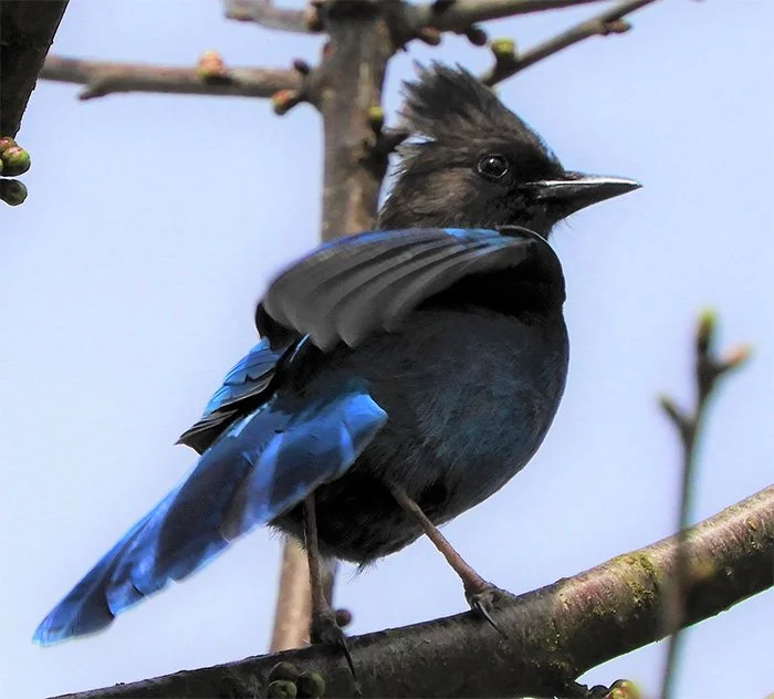 Steller's Jay, Neighborhood, Washington