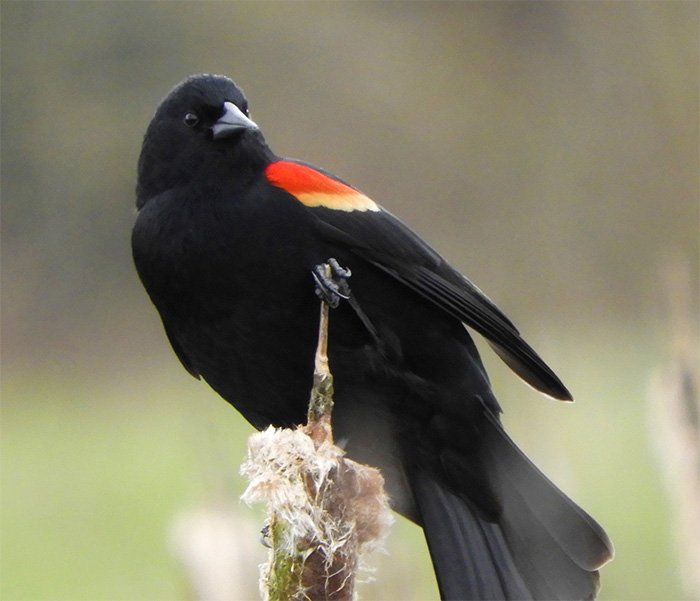 Red-Winged Blackbird, Local Wetlands, Washington