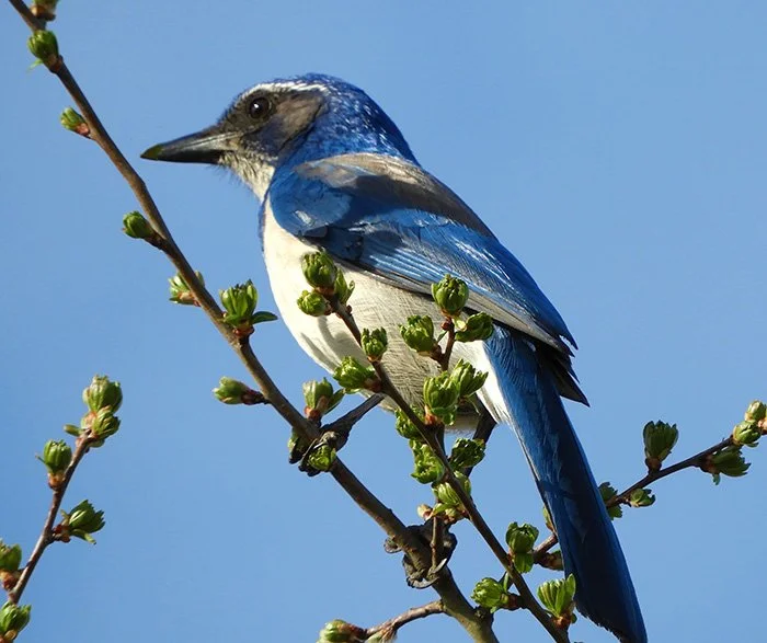 Scrub Jay, Neighborhood, Washington