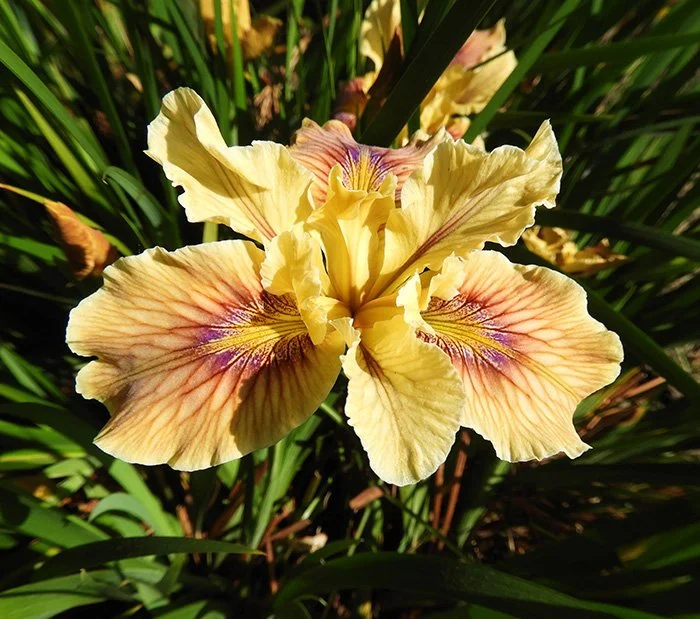 Iris, Lacamas Lake, Washington