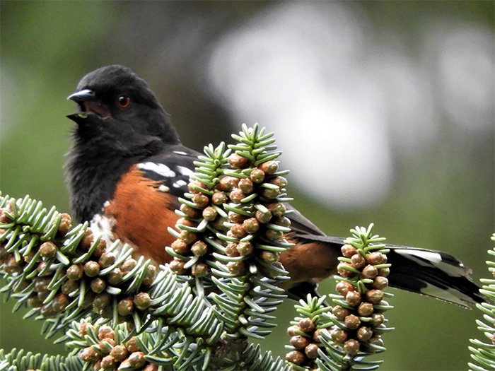 Towhee, Elk Rock Garden, Oregon