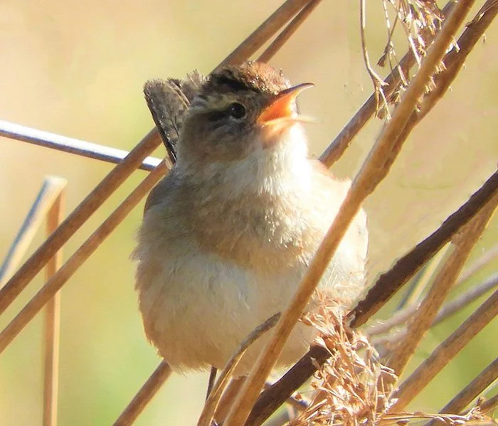 Marsh Wren, Ridgefield Wildlife Refuge, Washington
