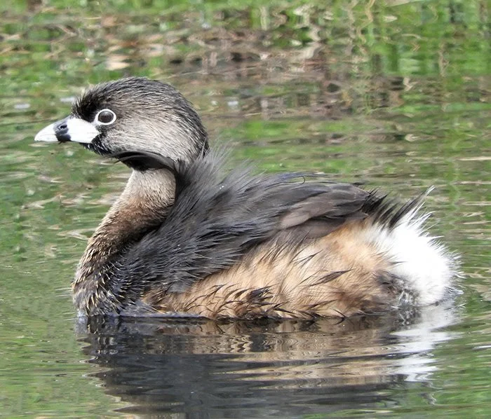 Grebe, Ridgefield Wildlife Refuge, Washington