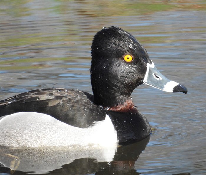 Ring-Necked Duck, Tualatin Hills Nature Park, Oregon