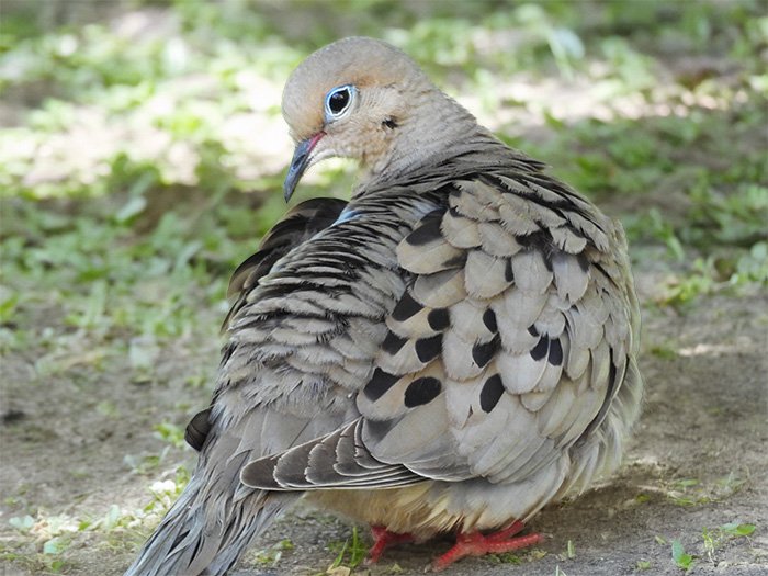 Dove, Tualatin Hills Nature park, Oregon
