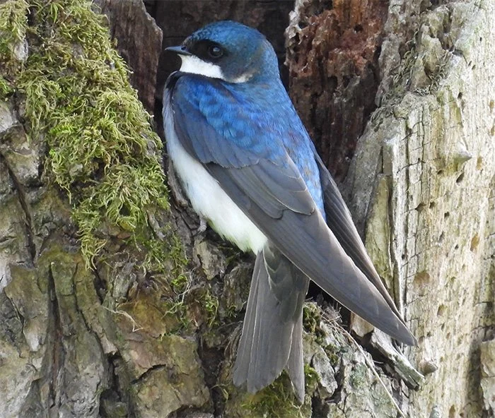 Tree Swallow, Neighborhood, Washington