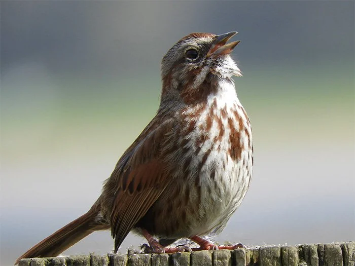Song Sparrow, Wildlife Botanical Garden, Washington