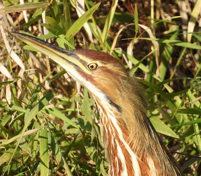 Bittern, Ridgefield Wildlife Refuge, Washington