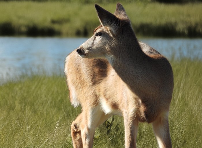 Deer, Ridgefield Wildlife Refuge, Washington