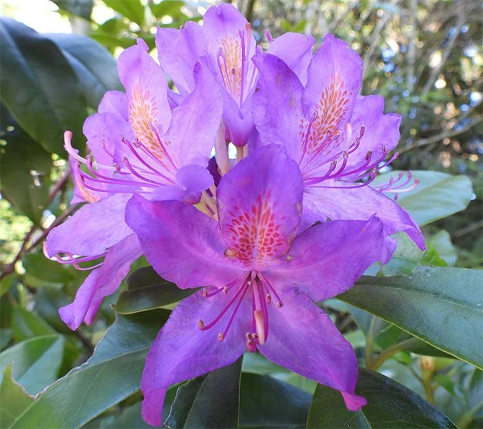 Rhododendron, Wildlife Botanical Garden, Washington