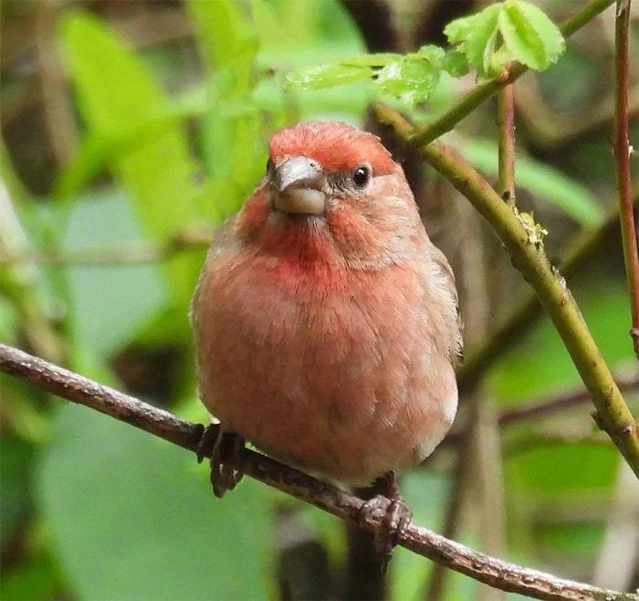 House Finch, Wildlife Botanical Garden, Washington