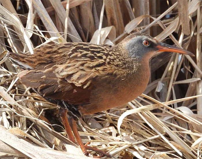 Virginia Rail, Ridgefield Wildlife Refuge, Washington