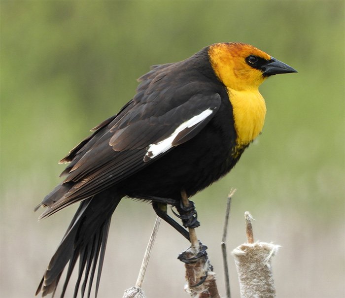 Yellow-Headed Blackbird, Ridgefield Wildlife Refuge, Washington