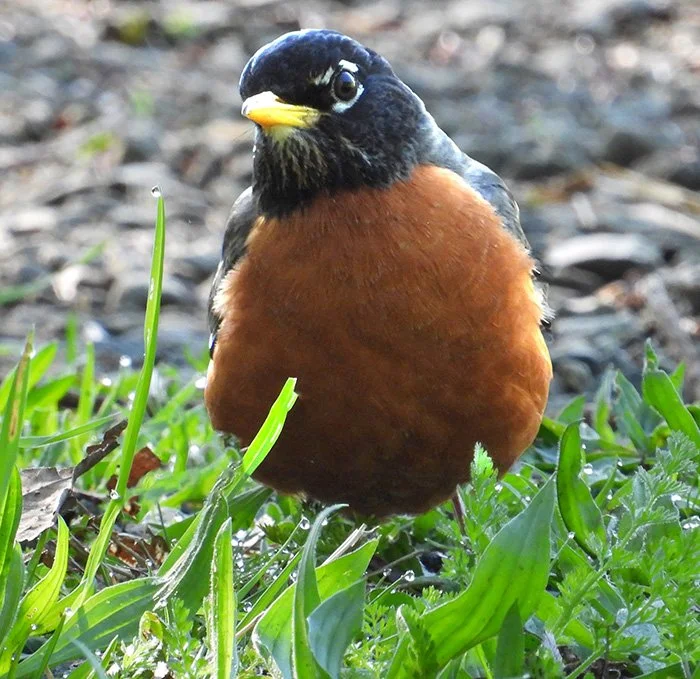 Robin, Wildlife Botanical Garden, Washington