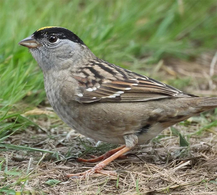 Golden-Crowned Sparrow, Wildlife Botanical Garden, Washington