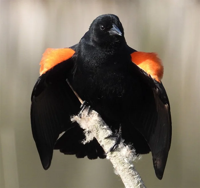 Red-Winged Blackbird, Local Wetlands, Washington