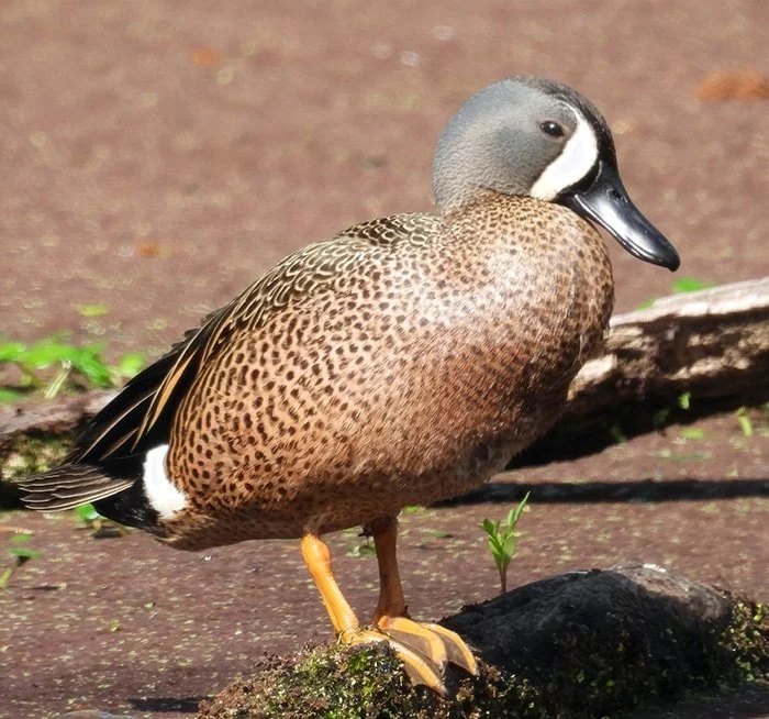 Blue Winged Teal, Ridgefield Wildlife Refuge, Washington