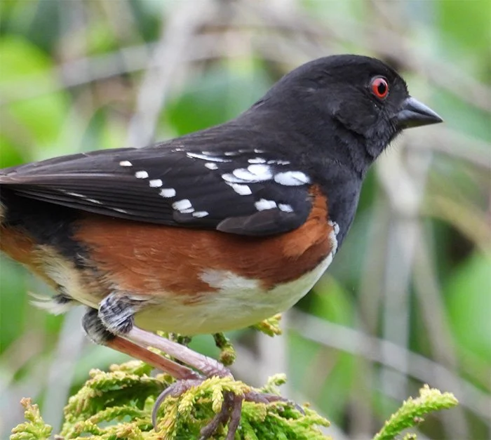 Towhee, Noble Woods, Oregon