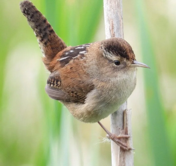 Marsh Wren, Tualatin Hills Nature Park, Oregon