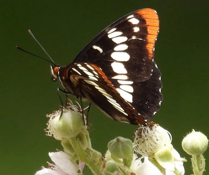 Butterfly, LaCenter Bottoms, Washington
