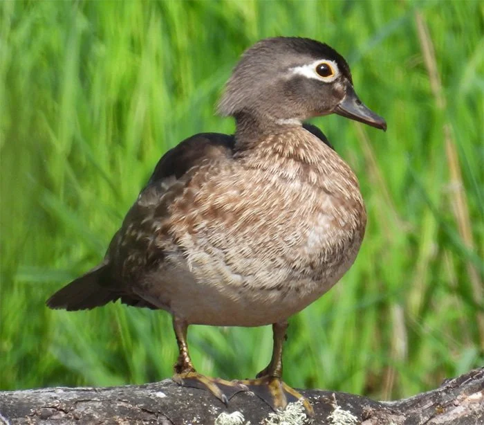 Wood Duck, Tualatin Hills Nature Park, Oregon