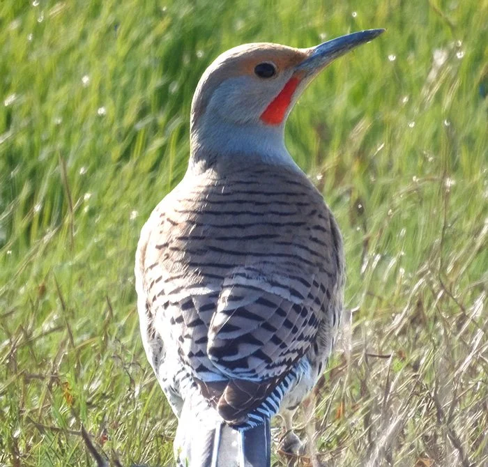 Flicker, Ridgefield Wildlife Refuge, Washington