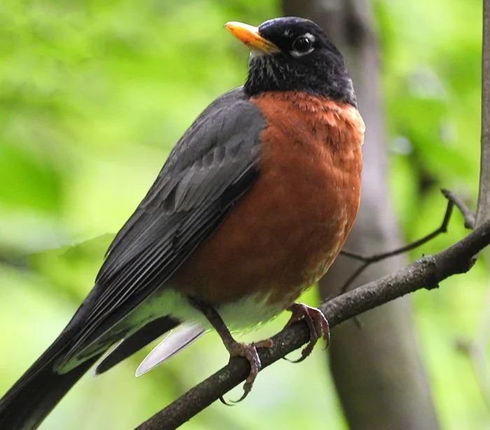 Robin, Neighborhood, Washington