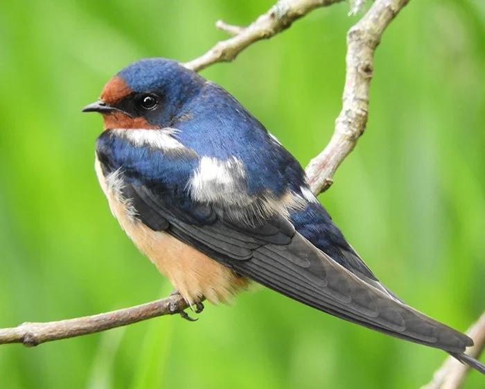 Barn Swallow, Ridgefield Wildlife Refuge, Washington
