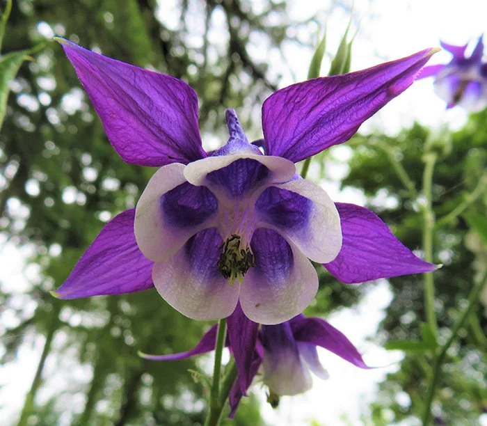 Columbine, Elk Rock Garden, Oregon