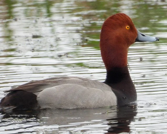 Redheaded Duck, Ridgefield Wildlife Refuge, Washington