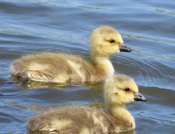 Goslings, Fallen Leaf Lake Park, Washington