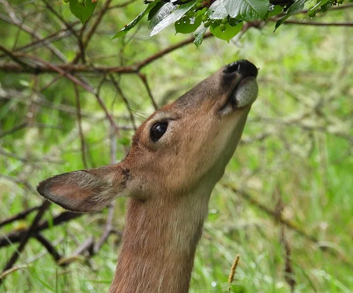 Deer, Steigerwald Wildlife Refuge, Washington