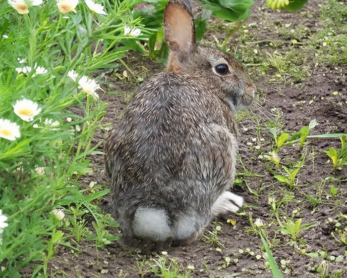 Rabbit, Neighborhood, Washington