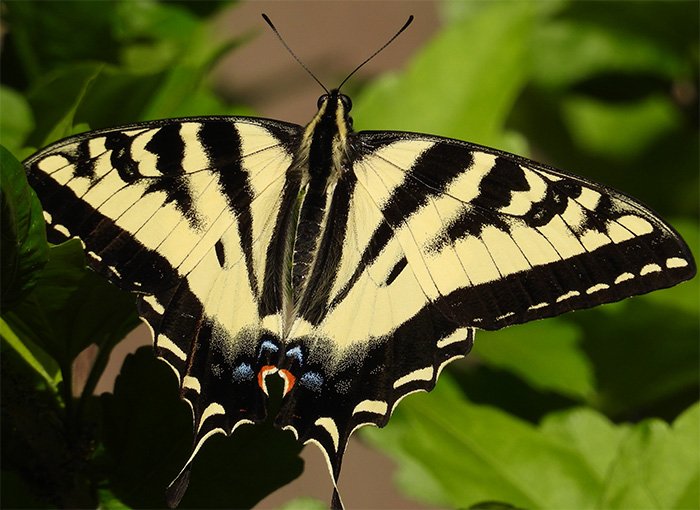 Swallowtail Butterfly, Back Yard, Washington