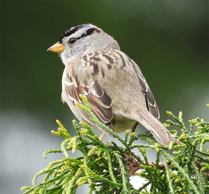 White-Crowned Sparrow, Wildlife Botanical Garden, Washingotn