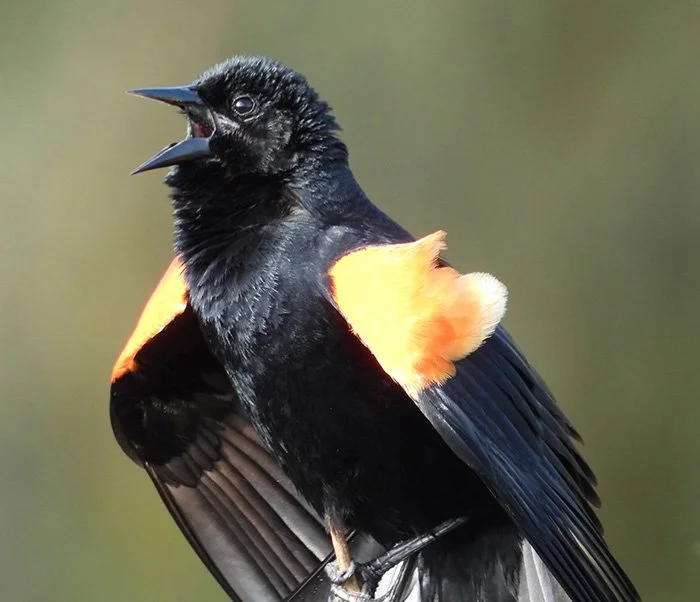 Red-Winged Blackbird, Local Wetlands, Oregon