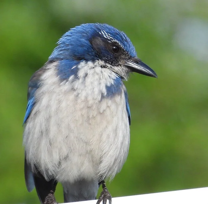 Scrub Jay, Ridgefield Wildlife Refuge, Washington