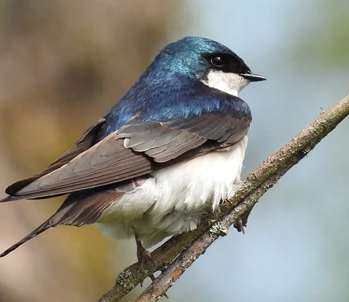 Tree Swallow, Ridgefield Wildlife Refuge, Washington