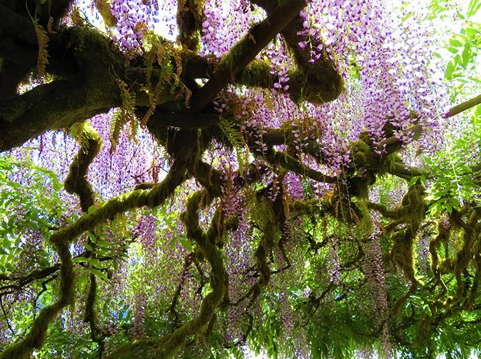 Wisteria, Elk Rock Garden, Oregon