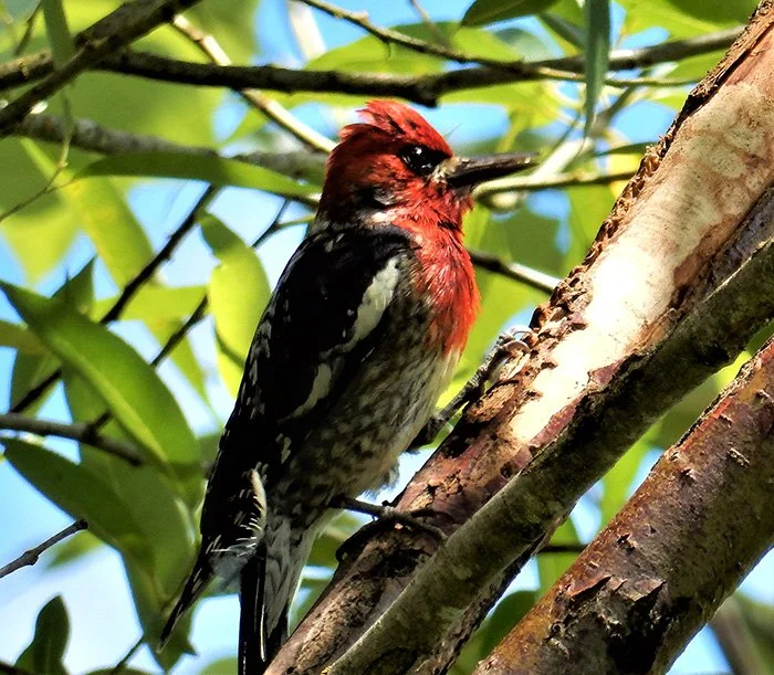 Red-Breasted Sapsucker, Lewisville Park, Washington